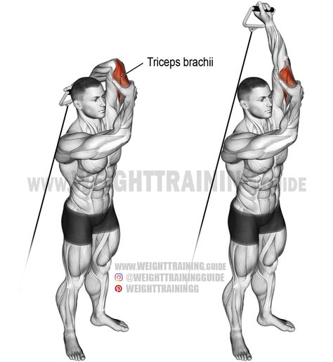 Triceps Extension, Fitness Meals, Cable Workout, Gym Antrenmanları, Biceps And Triceps, Popular Workouts, Workout Chart, Triceps Workout, Fitness Bodybuilding