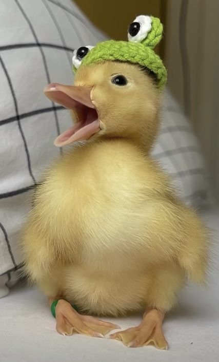 Funny Duck Pics, Raising Ducks For Beginners, Ducks With Hats, Ducks For Beginners, Duck Aesthetic, Call Ducks, Duck Care, Duck Pens, Pet Duck