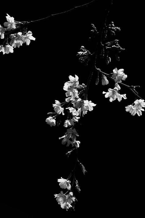 Cherry Blossom Wallpaper Black And White, Cherry Blossom Aesthetic Dark, Black Cherry Blossom Wallpaper, Flowers Black Background Photography, White Cherry Blossom Aesthetic, Sakura Black And White, Black And White Cherry Blossom, Black Cherry Blossom, Flowers Black Background