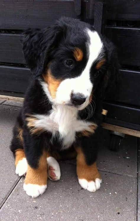 Bernese Mountain Dog Puppy, Husky Mix, Bernese Mountain, Cute Dogs And Puppies, Cute Animal Photos, Mountain Dogs, Cute Animal Pictures, A Puppy