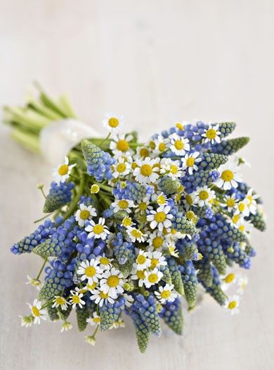 I was thinking this could be cute for bridesmaids boquets, but without the blue. some little daisies with some sort of orange flower. Pretty Wedding Bouquet, Bouquets Ideas, Daisy Wedding Flowers, Wedding Flower Guide, Spring Wedding Bouquets, Spring Wedding Bouquet, Daisy Wedding, Daisy Bouquet, Flower Guide