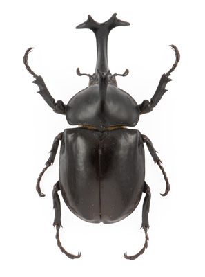 Allomyrina Dichotoma Japanese Rhinoceros Beetle, Horned Beetle, Rhinoceros Beetle, Nature Science, Cabinet Of Curiosities, Evolution, Science, Black, Art