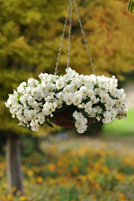 Cool Wave White Pansy Hanging Flowering Plants, Hanging Planter Ideas, Hanging Plants Diy, Plant Pot Design, Hgtv Garden, Garden Basket, Hanging Flower Baskets, Hanging Flower Pots, Hanging Flower