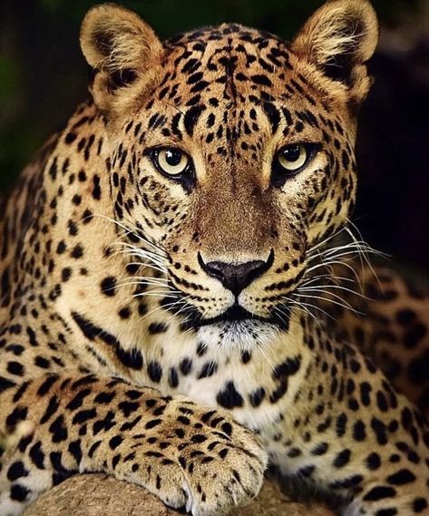 Jaguar Pictures, African Leopard, Jaguar Animal, Leopard Face, Animal Illustration Art, Exotic Cats, Wildlife Paintings, Tiger Art, Cute Wild Animals