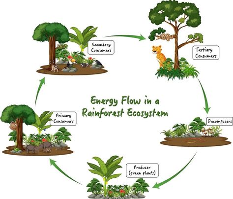 Energy Flow in a Rainforest Ecosystem on white background Rainforest Ecosystem, Ecology Projects, Trophic Level, Rainforest Plants, Forest Ecosystem, Flow Arts, Diagram Design, Tropical Rainforest, Energy Flow