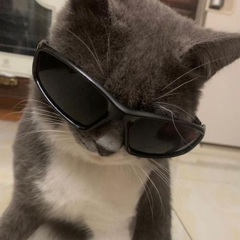 Cat Pfp Sunglasses, Cats In Glasses, Cat With Glasses Wallpaper, Glasses Wallpaper, Cat With Sunglasses, Cat Glasses, Cat Sunglasses, Hello Kitty Iphone Wallpaper, Silly Cats