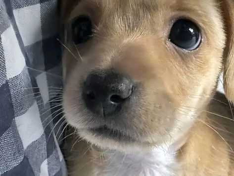 Puppy Profile Picture, Puppy Selfie, Silly Animal Pictures, Puppy Mom, Goofy Dog, Dog With Glasses, Baby Pugs, Fluffy Dog, Puppy Dog Eyes