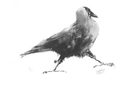 jackdaw Crows Art, Crow Art, Jackdaw, Academic Research, Animal Behavior, High Art, Paintings & Prints, Crows, Yorkshire