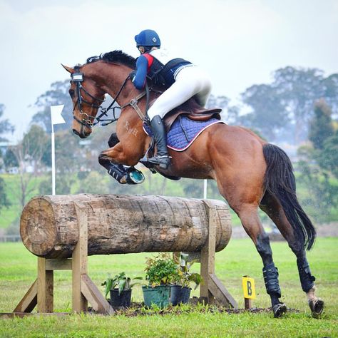 Cross country went well! We are coming home with a 2nd place ribbon!!!!!!!!!!!!! Cross Country Jumps, Gorgeous Horses, Eventing Horses, Equestrian Helmet, 2nd Place, Horse Blankets, Sport Horse, Horse Jumping, Cute Horses