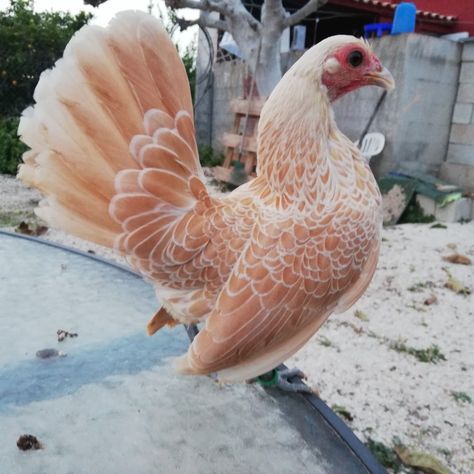 Pet Chickens Breeds, Serama Chicken, Reban Ayam, Chickens Breeds, Rooster Breeds, Bird Breeds, Bantam Chickens, Birds Photography Nature, Different Types Of Animals