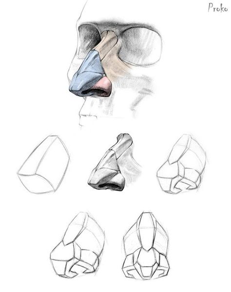 Proko Nose, Nose Structure, How To Draw A Nose, Draw A Nose, Face Anatomy, 얼굴 드로잉, Nose Drawing, Human Anatomy Drawing, Face Drawing Reference