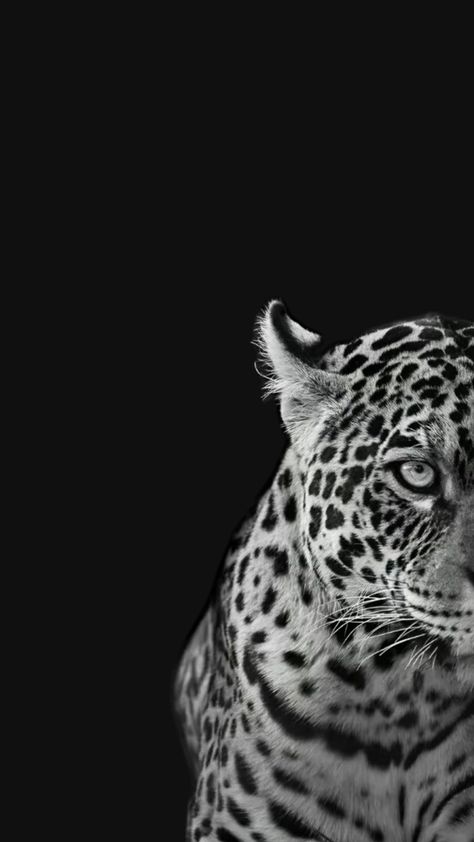 Glamour Wallpaper, Colorful Animal Paintings, Cheetah Print Wallpaper, Black And White Art Drawing, Aesthetic Japan, Black And White Wallpaper, Colorful Animals, Iphone Background Wallpaper, Print Wallpaper