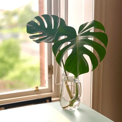 Have you ever wondered about growing Monstera in water, so you can enjoy the look of the roots too? Let's find out if this is successful. Monstera Plant Care, Plants Are Friends, Philodendron Monstera, Cheese Plant, Potted Houseplants, Food Painting, Monstera Plant, 14th Birthday, Clear Glass Vases