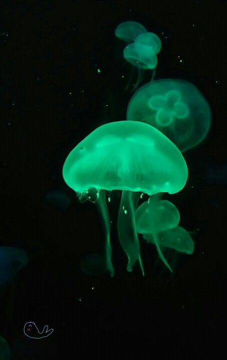 Green Jellyfish, Moon Jelly, Blue Jellyfish, Jellyfish Art, Ocean Depth, Water Aesthetic, Dark Green Aesthetic, Edgy Wallpaper, Phone Design