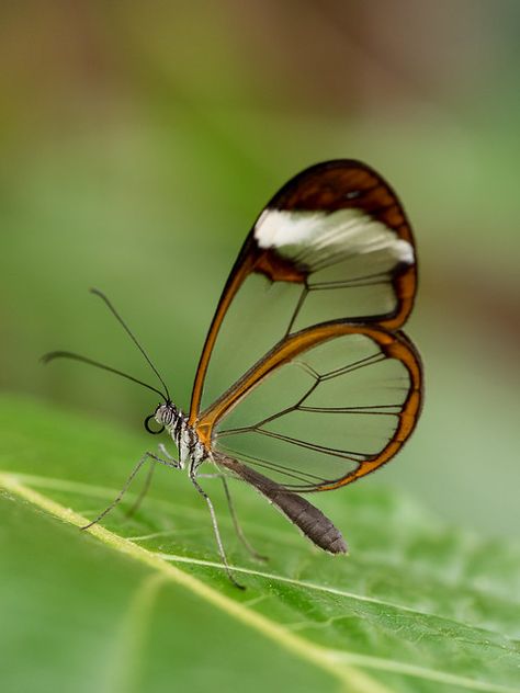 Glass Winged Butterfly, Glass Wing Butterfly, Greta Oto, Unique Butterflies, Bug Board, Glasswing Butterfly, Butterfly Farm, Wing Butterfly, Butterfly Inspiration