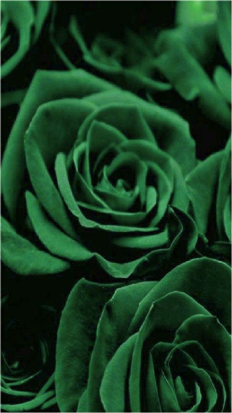 Dark Green Roses Aesthetic, Pink Wallpaper Heart, Feather Hair Pieces, Rose Beautiful, Dark Green Wallpaper, Flowers Dark, Mirela Anton, Green Roses, Green Pictures