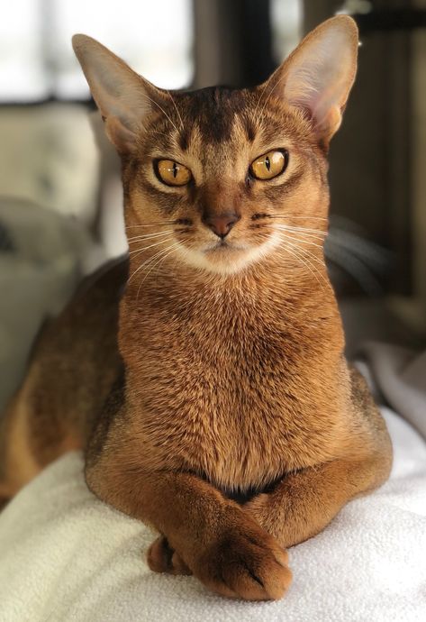 Abyssinian Kittens, Egyptian Cats, What Cat, Exotic Cats, Abyssinian Cat, Image Chat, Abyssinian Cats, Gorgeous Cats, Cat Pose