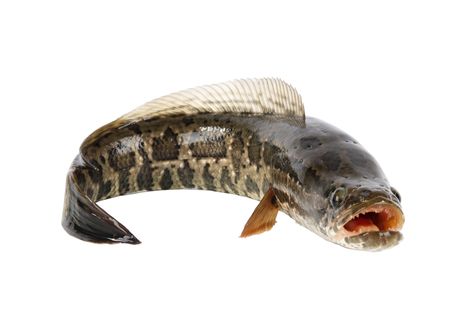 The northern snakehead, Channa argus, is an invasive species throughout North America. Fish Infographic, Snakehead Fish, Tropical Fish Aquarium, Monster Fishing, Fish Stock, Fish And Meat, Fish Farming, Exotic Fish, Invasive Species