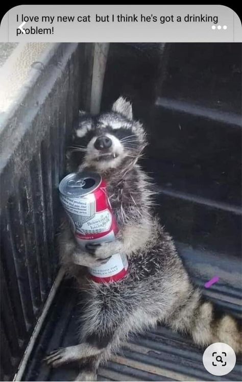 Pet Raccoon, Cute Raccoon, Your Spirit Animal, Raccoon Funny, Trash Panda, Avengers Memes, Baby Panda, Silly Animals, Chengdu