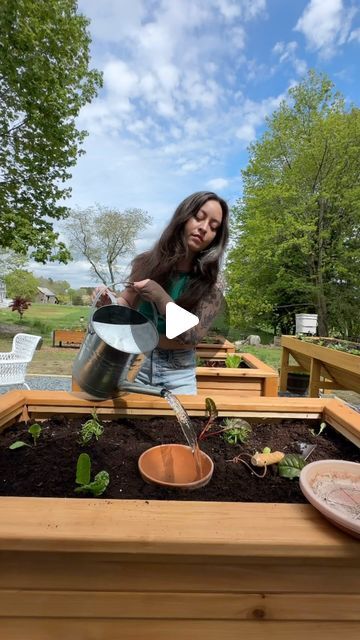 Dagny Kream on Instagram: "The concept of using ollas in the garden goes back thousands of years and has been used in countless cultures around the world. An olla garden watering system is basically any type of unglazed clay pot that is buried beneath the soil and filled with water. These are the best way to water your garden the lazy way + save water! 💦 Let me know if you want to learn more about the olla watering system I’m using here 💧 

#olla #ollapot #oya" Olla Watering System, Homemade Ollas, Olla Watering, Clay Pot Irrigation, Self Watering System, Garden Watering System, Plant Tips, Cultures Around The World, Watering System