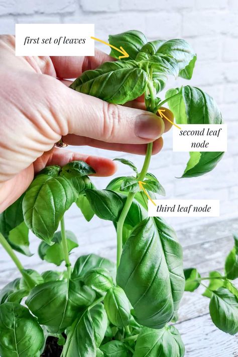 Make the most of your basil plants by learning how to cut basil to make your own pesto, dried basil, and more.