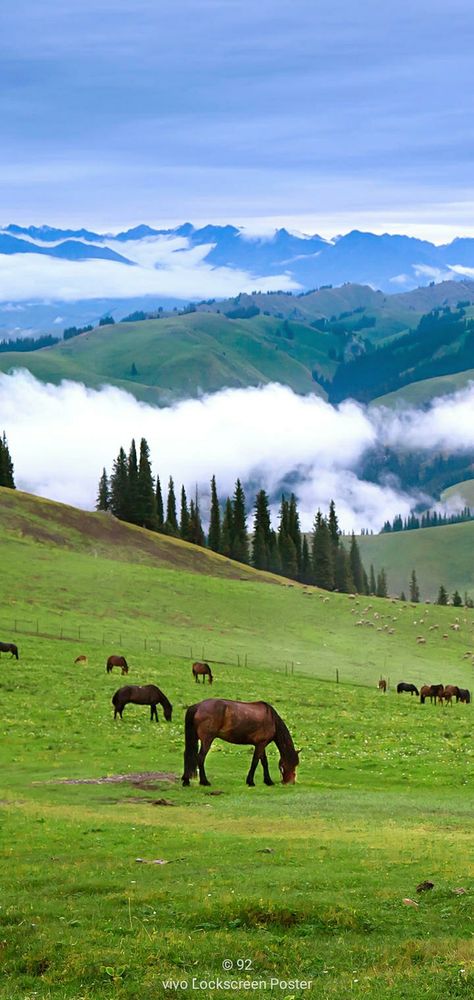 Grassland Biome, Different Types Of Aesthetics, Types Of Aesthetics, God Pictures, Aerial Photo, Environmental Design, Beautiful Places Nature, Homescreen Wallpaper, 귀여운 동물