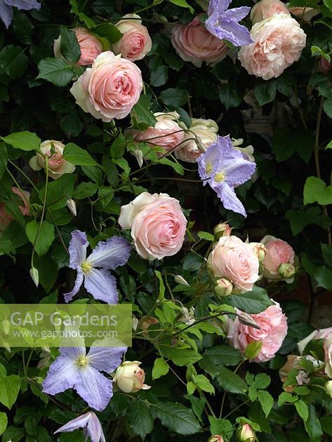 Clematis 'Blue Angel' and Rosa 'Eden' make a striking combination of climbing plants. Cottage Garden Ideas, Flowers Growing, Garden Vines, Cottage Garden Design, Shade Perennials, Garden Shrubs, Garden Types, Have Inspiration, Climbing Roses