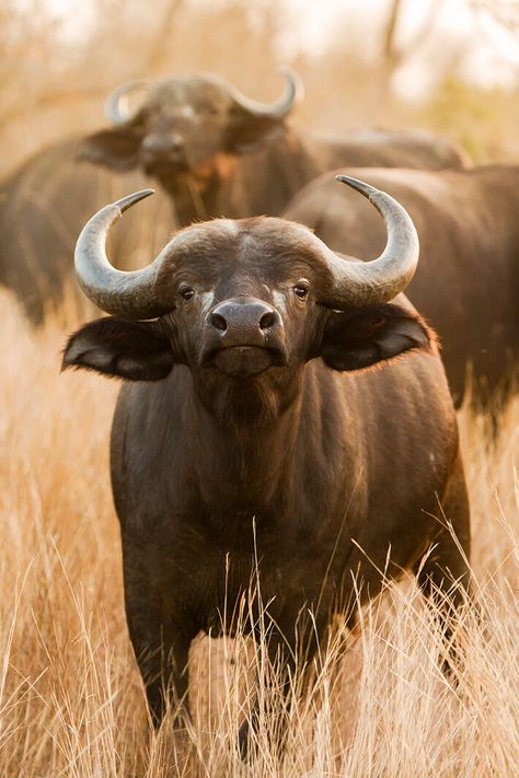 Africa Wildlife Photography, Buffalo Photography, Horned Animals, South African Animals, Indian Buffalo, African Animals Photography, Buffalo Tattoo, South Africa Wildlife, African Wildlife Photography