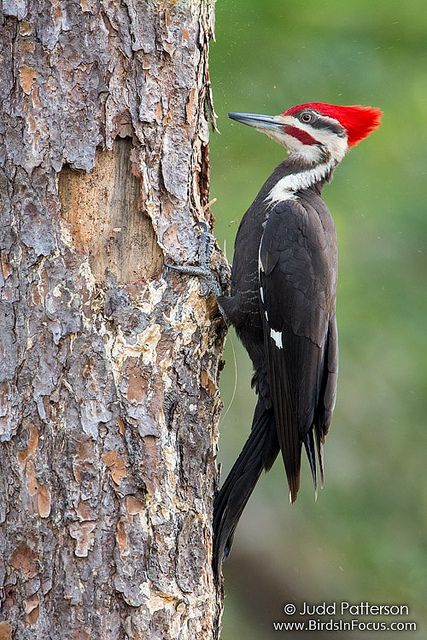 Woodpecker Art, Alfabet Font, Pileated Woodpecker, Bird Painting Acrylic, Bird Identification, Bird Carving, Woodpeckers, Kinds Of Birds, Backyard Birds