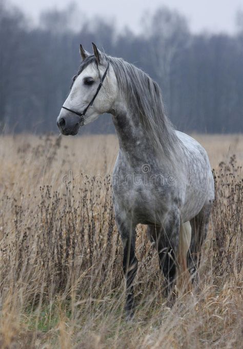 Grey horse on field. The gray horse in the autumn field , #AFFILIATE, #horse, #Grey, #field, #autumn, #gray #ad Gray Horses, Dapple Grey Horses, Gray Horse, Fire And Blood, Horse Inspiration, Horse Wallpaper, Horse Aesthetic, Most Beautiful Horses, Grey Horse