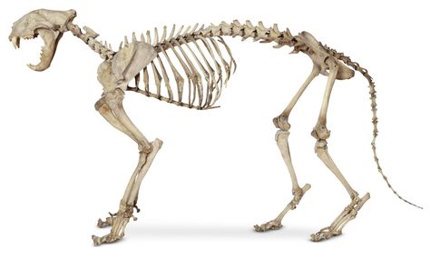 Inside Cat, Cat Skeleton, Cat Anatomy, Cat Whisperer, Animal Skeletons, F2 Savannah Cat, Cat Spray, Russian Blue Cat, Savannah Cat