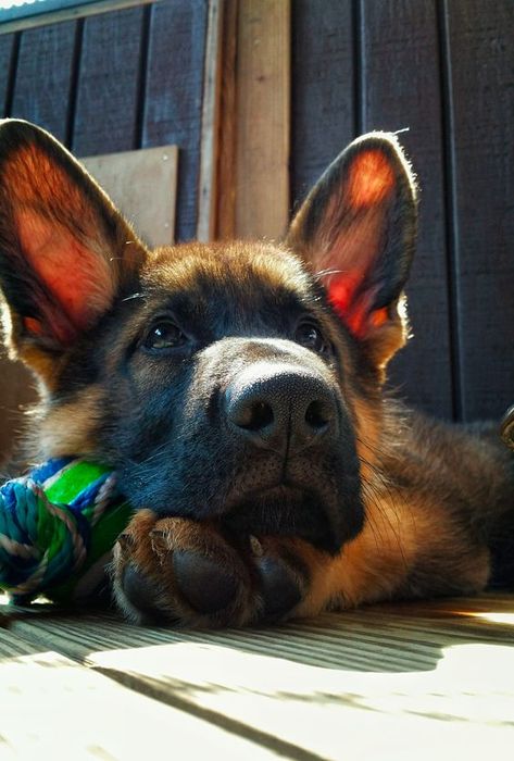 German Shepherd Gifts, German Shepards, Game Mode, Shepherd Puppy, Fall Time, Shepherd Puppies, Beautiful Picture, German Shepherd Puppies, German Shepherds