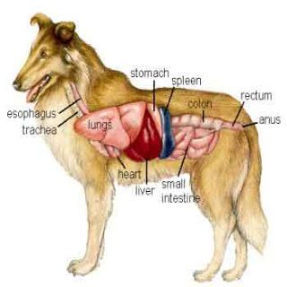 Pesticides, Flea Treatments poison your dog and cat  -- learn more  http://bulldogvitamins.blogspot.com/2016/02/pesticides-flea-treatments-and-your.html Lou Dog, Vet Medicine, Dog Anatomy, Vet Assistant, Vet School, Vet Med, Veterinary Technician, Animal Science, Dog Info