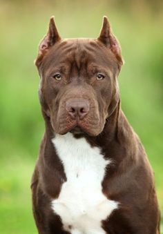 Pitbull Reference, Dog Anime Animals, Rabid Dog, Pitbull Terriers, Pit Bull Care, Pittie Puppies, Most Cutest Dog, Big Fluffy Dogs, Pit Dog