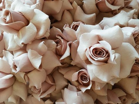 859 Likes, 8 Comments - EVENT DESIGNERS (@thestyleco) on Instagram: “today's babies... #thestyleco #flowers #happyfriday” Reflexed Roses, Neutral Wedding Inspiration, Floral Decor Wedding, Fall Shoot, Floral Wedding Decorations, Planning Board, Light Pink Flowers, Roses Bouquet, Plants To Grow