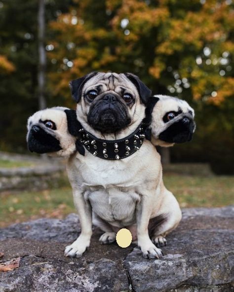 22 Best Three-Headed Dog Costumes for Halloween Pugs Cartoon, Pugs Quotes, Pugs Drawing, Pug Halloween Costumes, Funny Pug Pictures, Pugs Puppies, Funny Pugs, Pugs In Costume, Drawing Funny