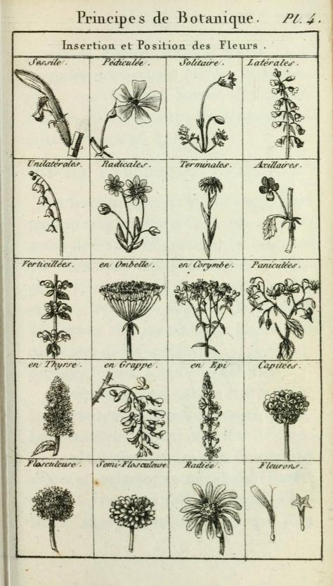 Journal Aesthetics, Vintage Foto's, Illustration Botanique, Vintage Botanical Prints, Vintage Drawing, Scientific Illustration, Botanical Illustrations, Botanical Drawings, Plant Illustration