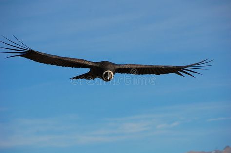 Condor Bird, Andean Condor, South American, Bald Eagle, Flight, Stock Images, Portfolio, Stock Photos, Black