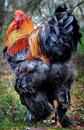 Brahma Chicken, Fancy Chickens, Beautiful Chickens, Hen Chicken, The Rooster, Chickens And Roosters, Chicken Art, Chicken Breeds, Hens And Chicks