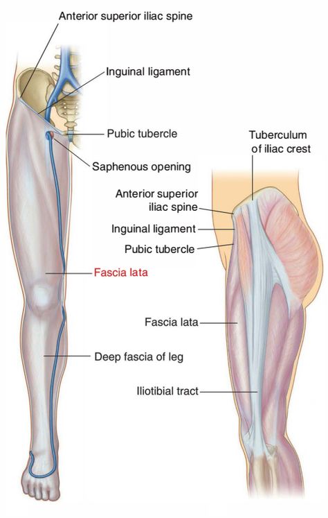 Fascia lata >>Deep fascia of thigh ; named from its great extent Lata is a Latin word means broad sheet >> The fascia lata is attached ✓ posteriorly to the sacrum and coccyx. ✓ laterally to the iliac crest; ✓ in front to the inguinal ligament and to the superior ramus of the pubis ✓ medially, to the inferior ramus of the pubis, to the inferior ramus and tuberosity of the ischium, and to the lower border of the sacrotuberous ligament. ￼ >>The fascia lata invests the entire length of Inguinal Ligament, Iliac Crest, Hip Anatomy, Tensor Fasciae Latae, Femoral Nerve, Gastrocnemius Muscle, Fascia Lata, Piriformis Muscle, Pelvic Bone