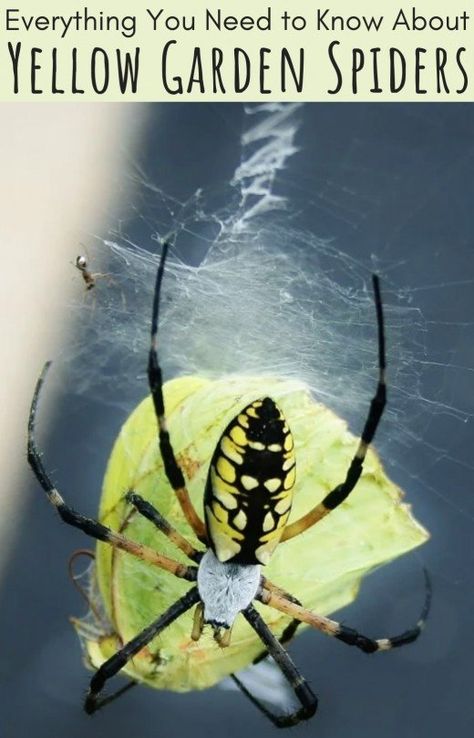 Yellow garden spiders eat relatively large prey, including butterflies and moths, and are known for the distinctive lightning-bolt patterns in their webs (see top middle of photo). Unique Insects, Yellow Garden Spider, Spider Eating, Yellow Flies, Garden Spider, Bee Dog, Yellow Garden, Garden Calendar, Boreal Forest