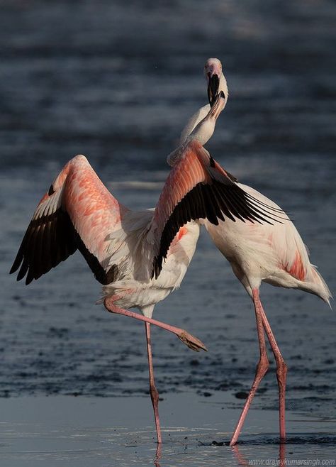 Dr Ajay Kumar Singh publish photo Greater Flamingos territory fight Flamingo Mural, Bahrain City, Greater Flamingo, Manama, Bahrain, Flamingo, Mural, Birds, Photographer