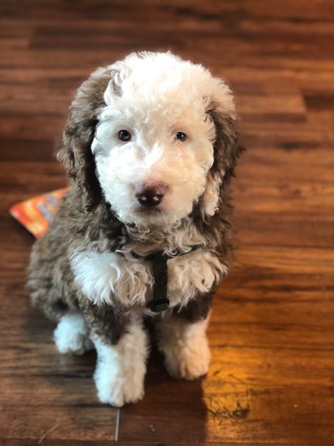 Brown and white sheepadoodle puppy sitting and looking up at the camera White Sheepadoodle, Sheep Doodles, Realistic House, Dream Puppy, Sheepadoodle Puppy, Doodle Dogs, Doodle Dog, Knitting Tutorial, Beautiful Dogs