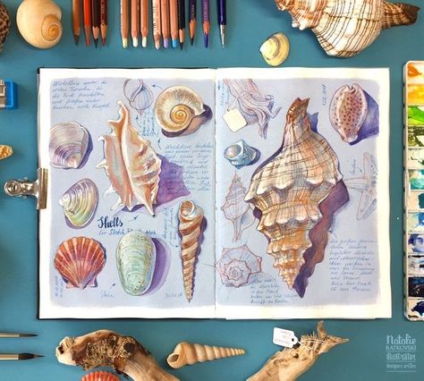 Sealife Drawing, Drawing Fish, Shell Drawing, Nature Exploration, Sketchbook Layout, Drawing Patterns, Gcse Art Sketchbook, A Level Art Sketchbook, Nature Sketch