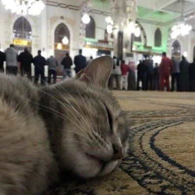 Islam Pfp, Chat Islam, Stile Hijab, Cat Reading, Cute Little Kittens, Cute Cats Photos, Muslimah Aesthetic, Cat Icon, Muslim Book