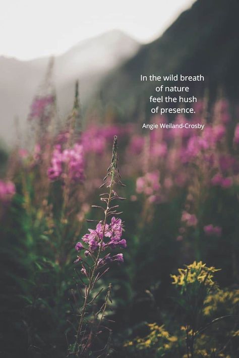 soulful nature quote | purple and yellow wildflowers | nature photography by Eberhard Grossgasteiger | a blog post to soothe the soul about reclaiming your inner wild nature child to relieve stress and promote well being |  "In the wild breath of nature feel the hush of presence."  #quotes #soulful #naturequotes #naturephotography #eberhardgrossgasteiger #wildflowers #meadow #inspirational #nature #blogging #naturelovers #fun #wellbeing #childhood #angieweilandcrosby #momsoulsoothers Nature Sounds Quotes, Wild Nature Quotes, Nature Soul Quotes, Wild Flowers Quotes, Meadow Quotes, Presence Quotes, Quotes Shakespeare, Nature Quotes Beautiful, Pagan Quotes