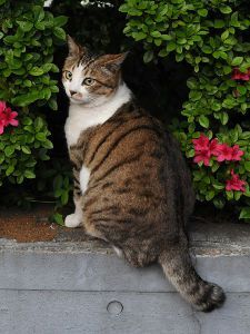 Wow, left sleeve, little mustache left of nose, these markings look familiar! Tabby Cat Names, White Tabby Cat, Brown Tabby, Warrior Cats Art, Owning A Cat, Cats For Sale, Orange Tabby, Warrior Cat, Cat Names