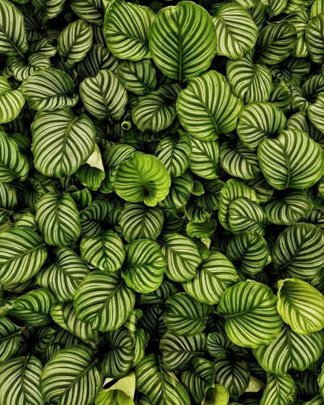 Isabela Pessina•Paisagismo on Instagram: “🍃@acostaplantas 🌱Calathea Orbifolia (Goeppertia orbifolia) • • • #maranta #calathea #calatheaorbifolia #paisagismo #jardinagem…” Goeppertia Orbifolia, Orbifolia Calathea, Dark Desktop Backgrounds, Calathea Orbifolia, Book Coffee, Calathea Plant, Plant Book, Prayer Plant, Green Bubble