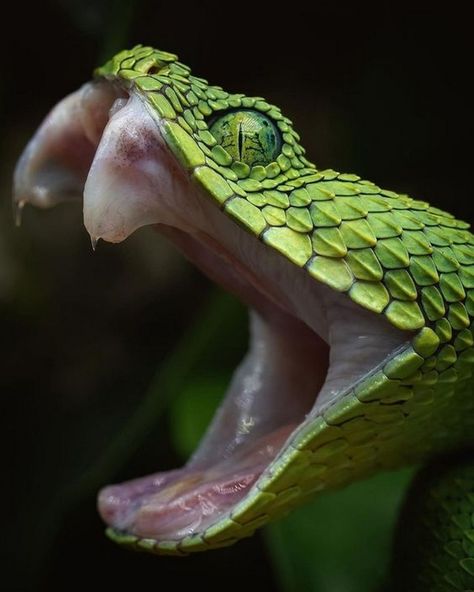 Snake Unhinged Jaw, Snake Side View, Snake Mouth Open, Snake Open Mouth, Anaconda Verde, Snake Reference, Snake Face, Snake Photos, Viper Snake