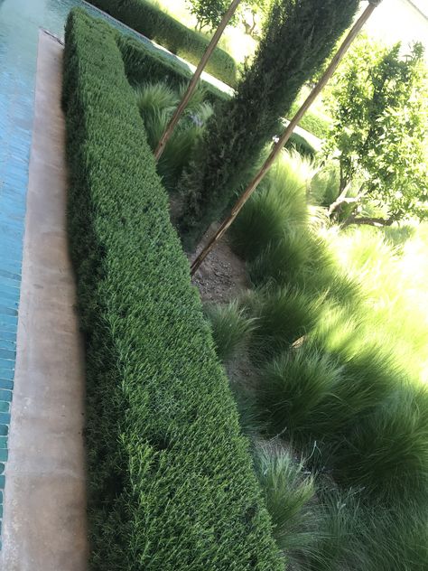 This rosemary hedge is everything Rosemary Hedge Design, Short Hedges In Front Of House, Rosemary Border Garden, Short Hedges Landscaping, Rosemary Hedge Front Yards, Rosemary Landscaping, Rosemary Hedge, Front Yard Hedges, Hedges Landscaping